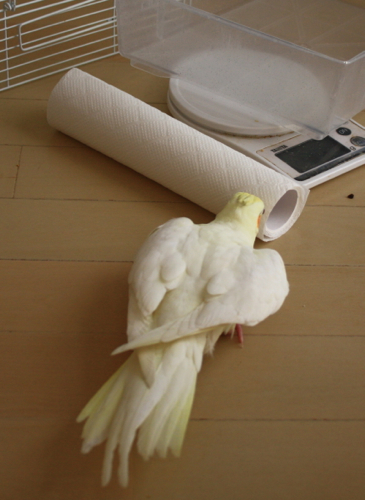 大丈夫でちゅか?
