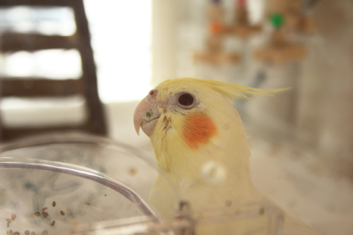 青のり王子でちゅか?
