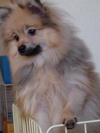 SN3J0050_convert_20111205123425.jpg