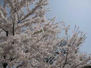 IMG_0800 s