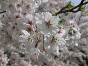 IMG_0801 s