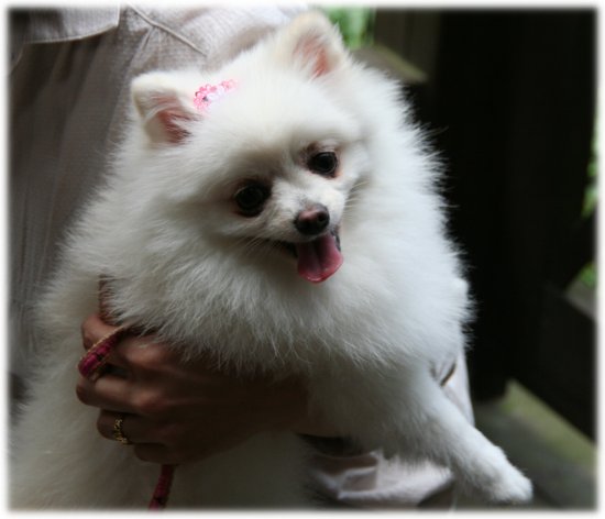 20110925milkwhite.jpg