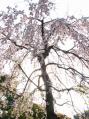 2012-0408_ishiyamakouen-sakura01.jpg