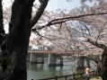 2012-0408_kouraku-sakura01.jpg