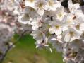 2012-0408_kouraku-sakura02.jpg