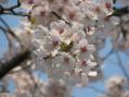 2012-0408_kouraku-sakura03.jpg