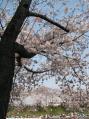 2012-0408_kouraku-sakura04.jpg