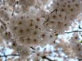 2012-0408_kouraku-sakura05.jpg