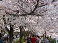 2012-0408_kouraku-sakura06.jpg
