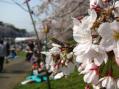 2012-0408_kouraku-sakura07.jpg