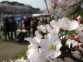 2012-0408_kouraku-sakura08.jpg