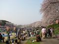 2012-0408_kouraku-sakura09.jpg