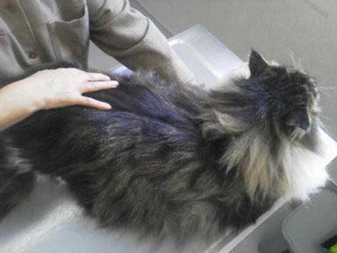NEC_0029_20130525163943.jpg
