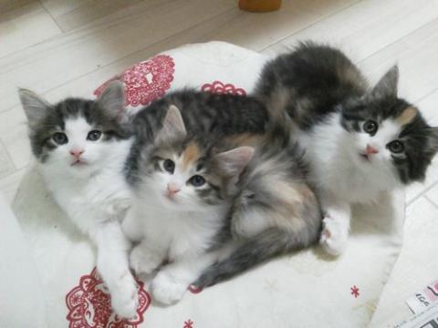 NEC_0309_20130717195050.jpg