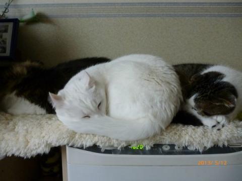 fc2blog_201305302125293e0.jpg