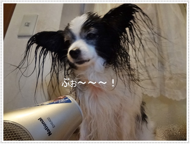 ドライヤーオン!