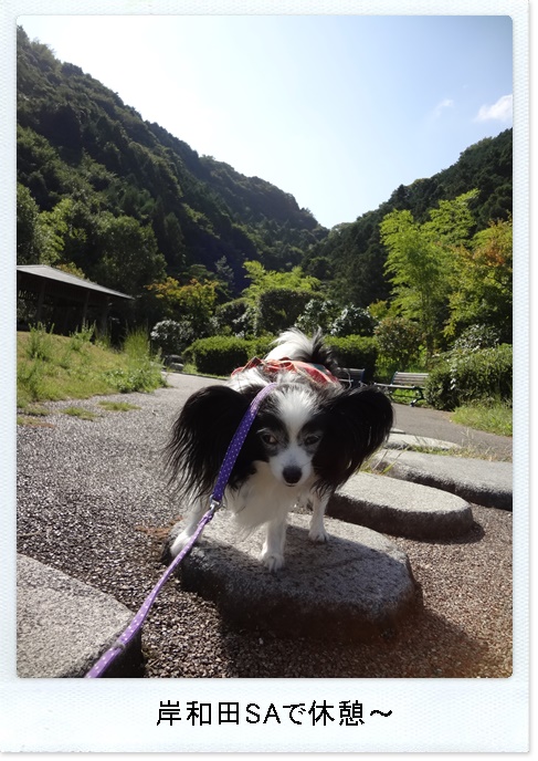 岸和田SAで休憩