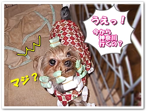 DSCN5253.jpg