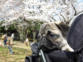 ノンビリ
