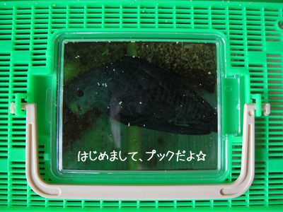 こ、こ、こっちみたーーーーー!!! こ、こ、こっちみたーーーーー!!!