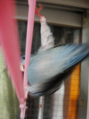 やっほ〜〜!! やっほ〜〜!