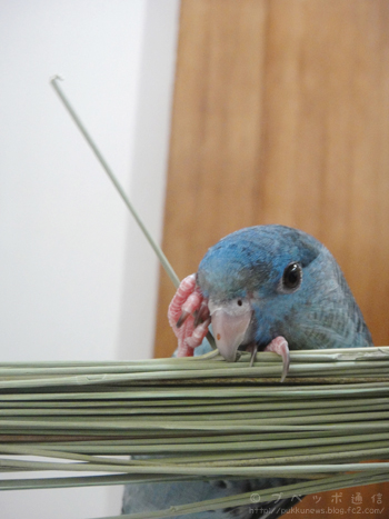 もしもし〜♪ もしもし〜♪