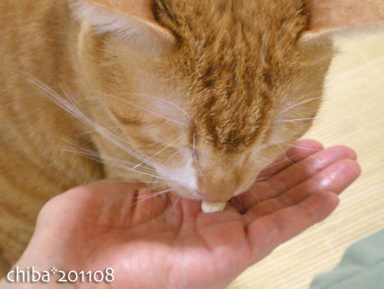 chiba11-8-157.jpg