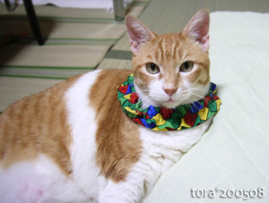 tora11-8-17.jpg