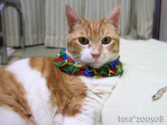 tora11-8-19.jpg