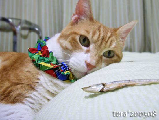 tora11-8-20.jpg