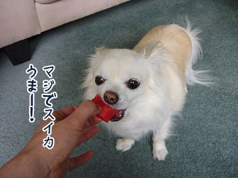 s-1311304 copy