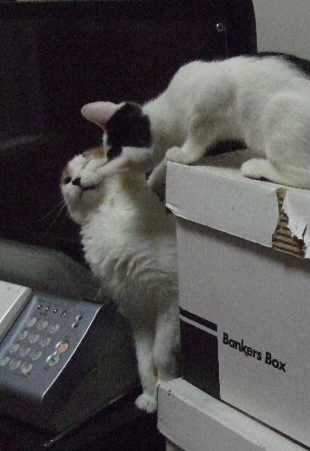 めぐおもち2