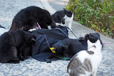 鞄の中のジャラシを漁る猫