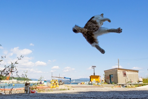 猫ジャンプ