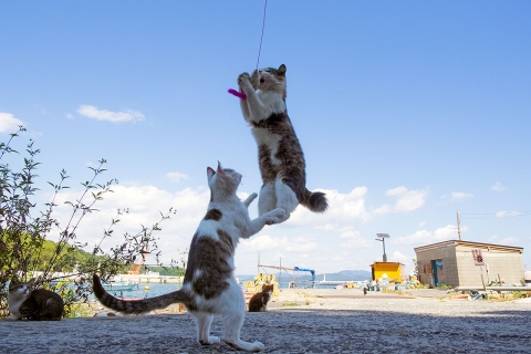 猫ジャンプ
