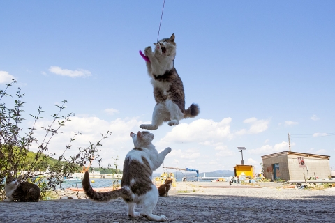 猫ジャンプ