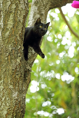 黒猫