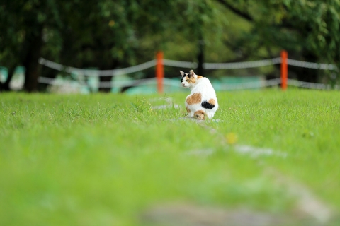 三毛猫