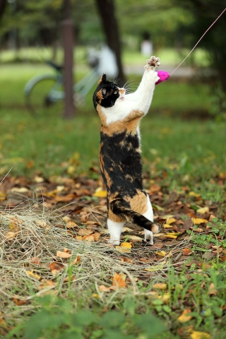 三毛猫
