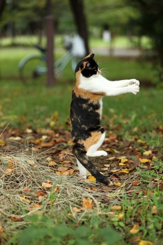 三毛猫