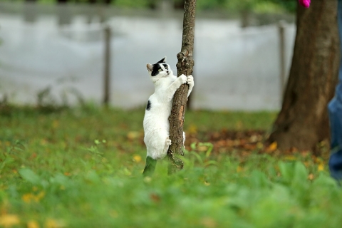 パンダ