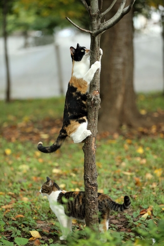 三毛猫