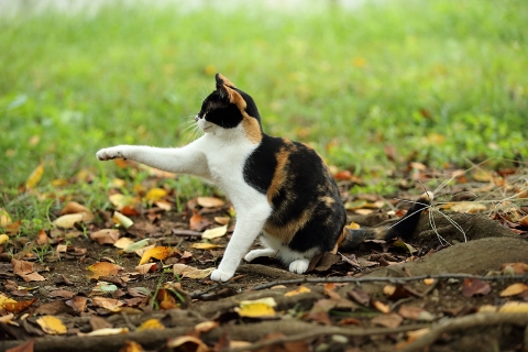 三毛猫