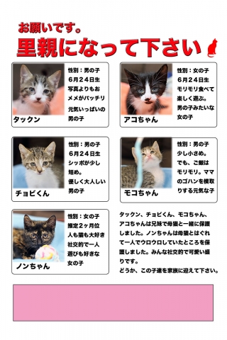 仔猫の里親を募集しています。