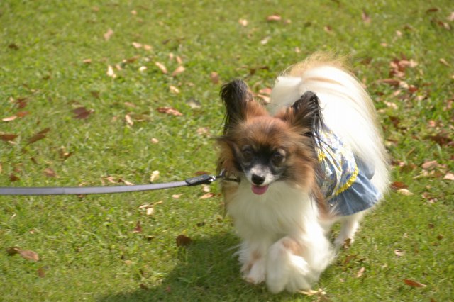 DSC_0094_20110928203018.jpg