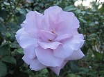 IMG_7876_20111031211839.jpg