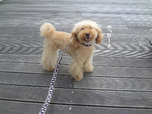やったー♪