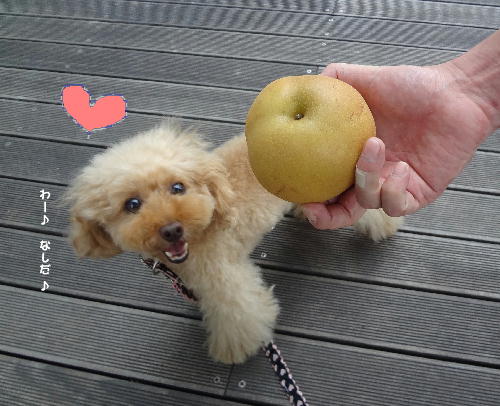 梨だ梨だ♪