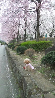 桜ぷり