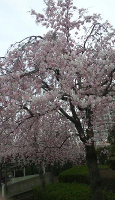 しだれ桜